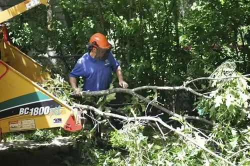 tree services West Farmington